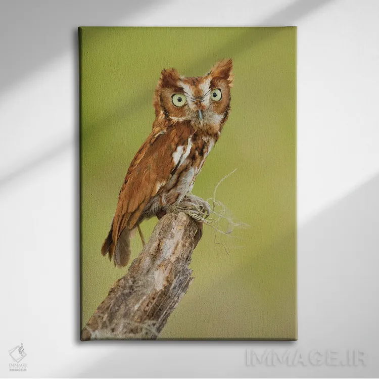 تابلو دکوراتیو کوچک اما قدرتمند اثر جنت فیکار - نمای روبهرو روی دیوار