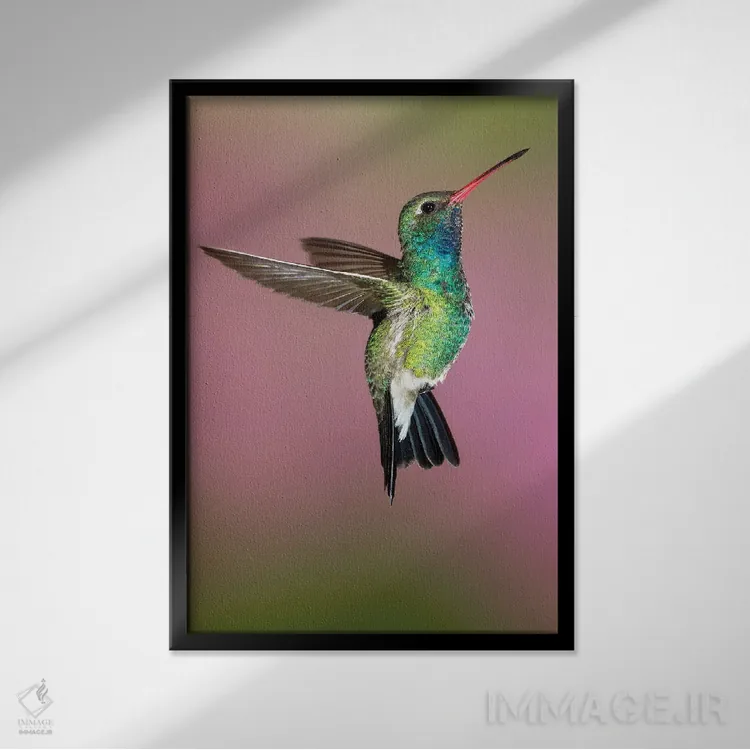 تابلو دکوراتیو ژست مرغ مگس خوار اثر جنت فیکار - نمای قابدار مشکی