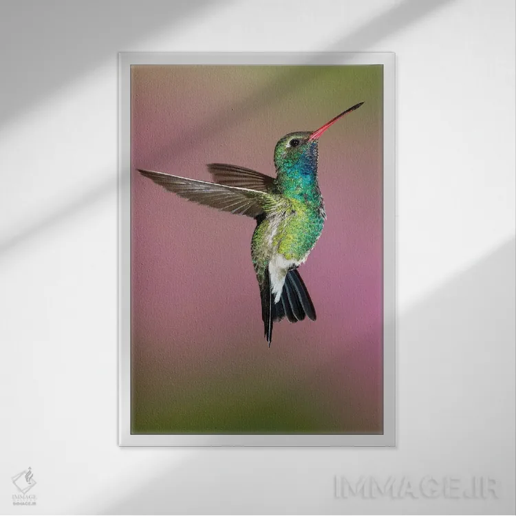 تابلو دکوراتیو ژست مرغ مگس خوار اثر جنت فیکار - نمای قابدار سفید