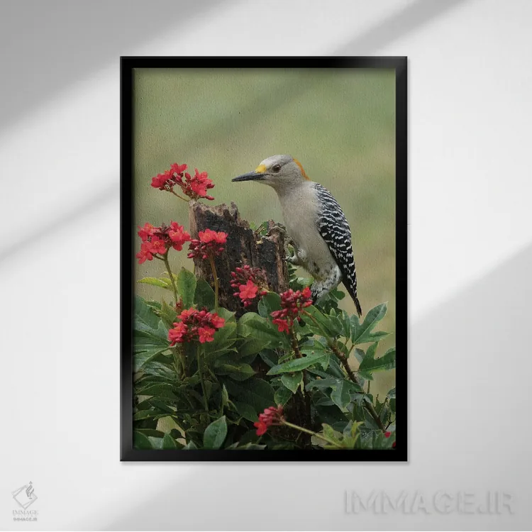 تابلو دکوراتیو طبیعت و دارکوب اثر جنت فیکار - نمای قابدار مشکی