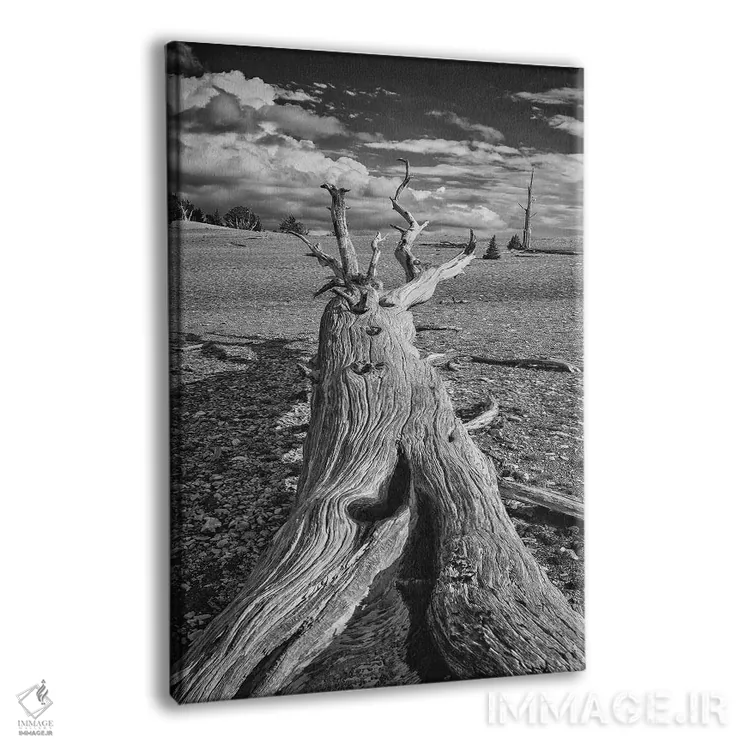 تابلو دکوراتیو Eastern Sierra, White Mountains, Bristlecone Pines,آمریکا، سیر… اثر جان فورد - نمای پرسپکتیو محصول