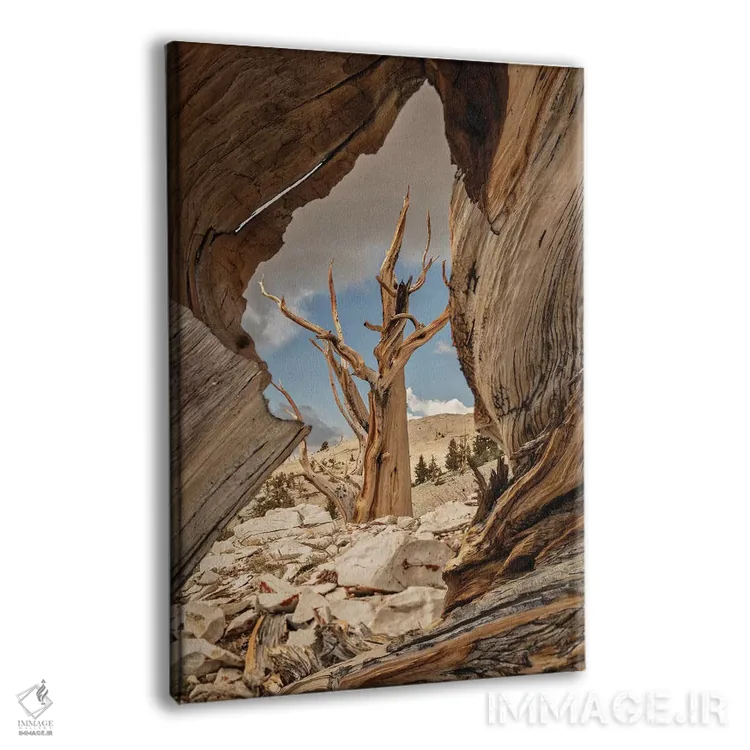 تابلو دکوراتیو Eastern Sierra, White Mountains, Bristlecone Pines,آمریکا، سیر… اثر جان فورد - نمای پرسپکتیو محصول