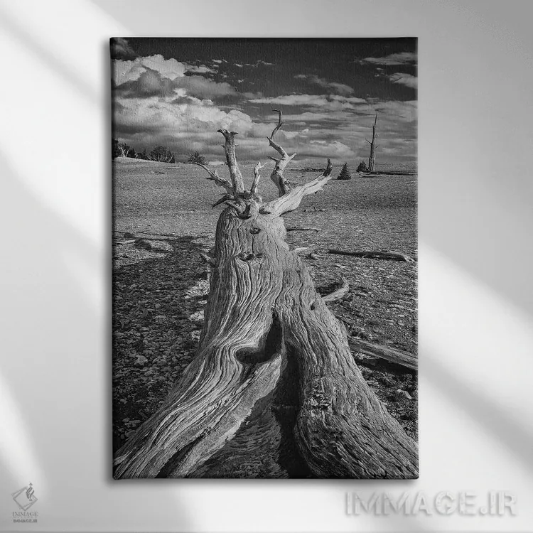 تابلو دکوراتیو Eastern Sierra, White Mountains, Bristlecone Pines,آمریکا، سیر… اثر جان فورد - نمای روبهرو روی دیوار
