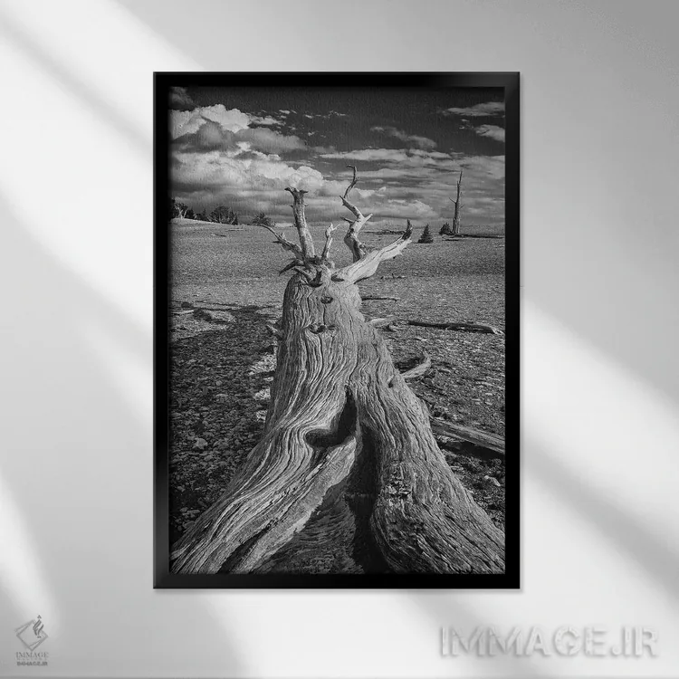 تابلو دکوراتیو Eastern Sierra, White Mountains, Bristlecone Pines,آمریکا، سیر… اثر جان فورد - نمای قابدار مشکی