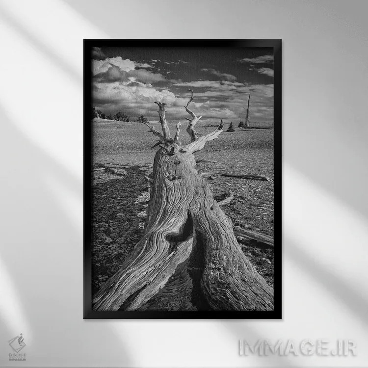 تابلو دکوراتیو Eastern Sierra, White Mountains, Bristlecone Pines,آمریکا، سیر… اثر جان فورد - نمای قابدار مشکی