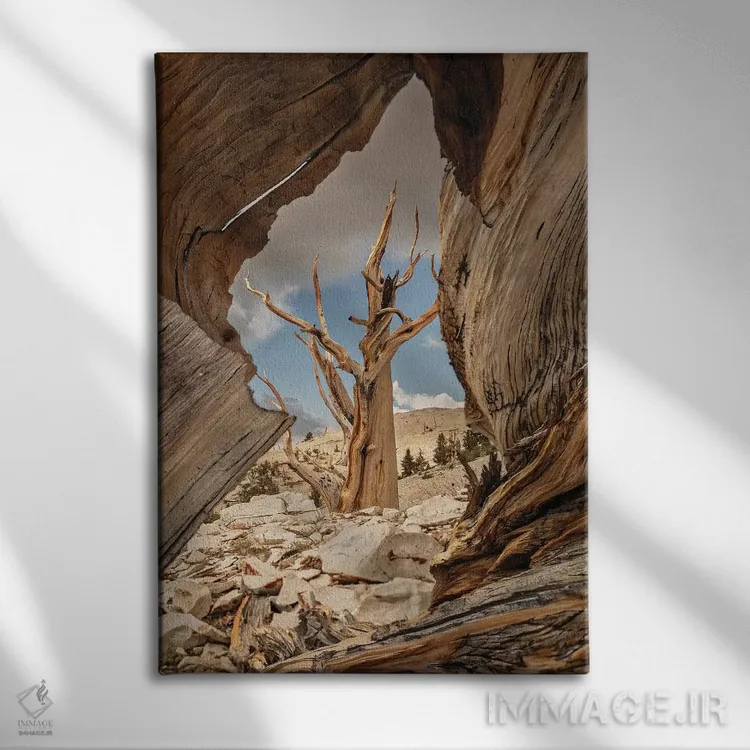 تابلو دکوراتیو Eastern Sierra, White Mountains, Bristlecone Pines,آمریکا، سیر… اثر جان فورد - نمای روبهرو روی دیوار