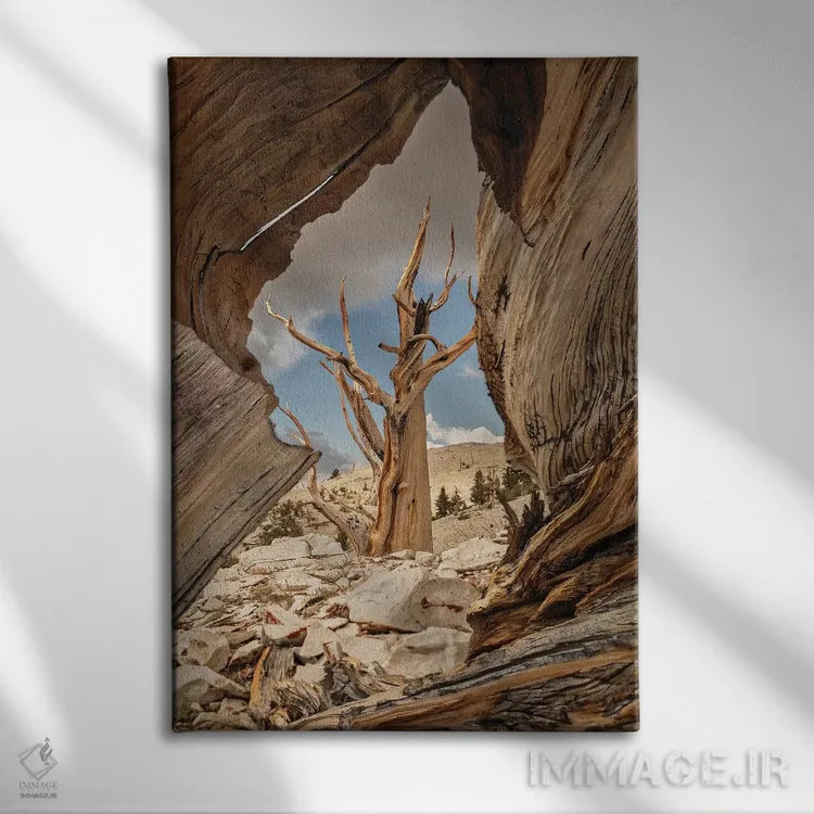 تابلو دکوراتیو Eastern Sierra, White Mountains, Bristlecone Pines,آمریکا، سیر… اثر جان فورد - نمای روبهرو روی دیوار
