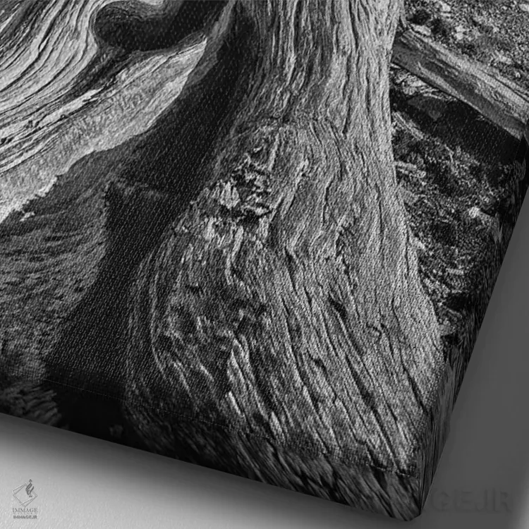 تابلو دکوراتیو Eastern Sierra, White Mountains, Bristlecone Pines,آمریکا، سیر… اثر جان فورد - نمای نزدیک بافت بوم
