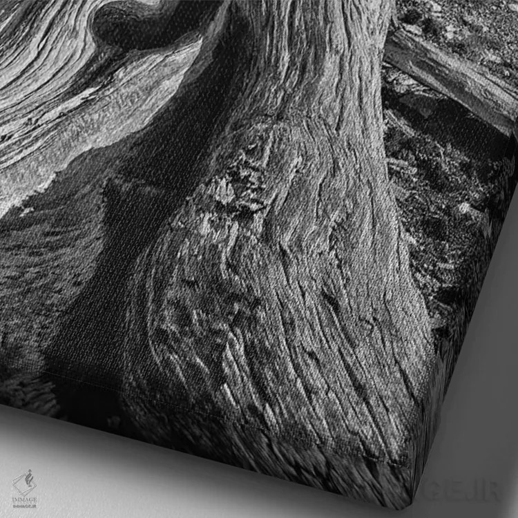 تابلو دکوراتیو Eastern Sierra, White Mountains, Bristlecone Pines,آمریکا، سیر… اثر جان فورد - نمای نزدیک بافت بوم