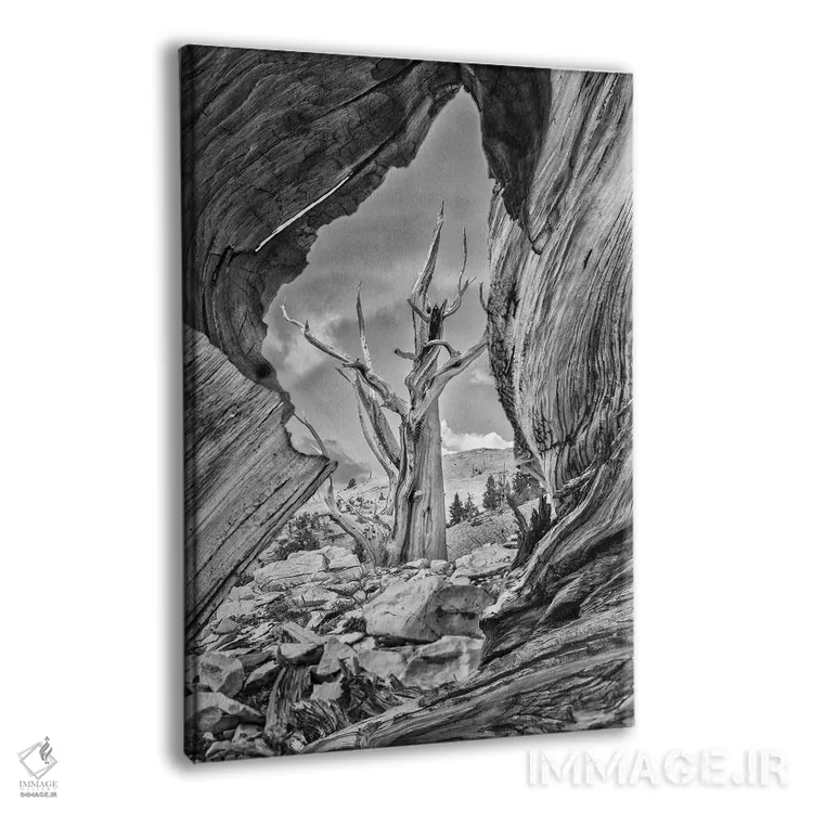 تابلو دکوراتیو Eastern Sierra, White Mountains, Bristlecone Pines,آمریکا، سیر… اثر جان فورد - نمای پرسپکتیو محصول