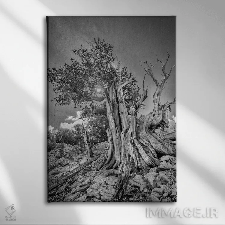 تابلو دکوراتیو Eastern Sierra, White Mountains, Bristlecone Pines,آمریکا، سیر… اثر جان فورد - نمای روبهرو روی دیوار
