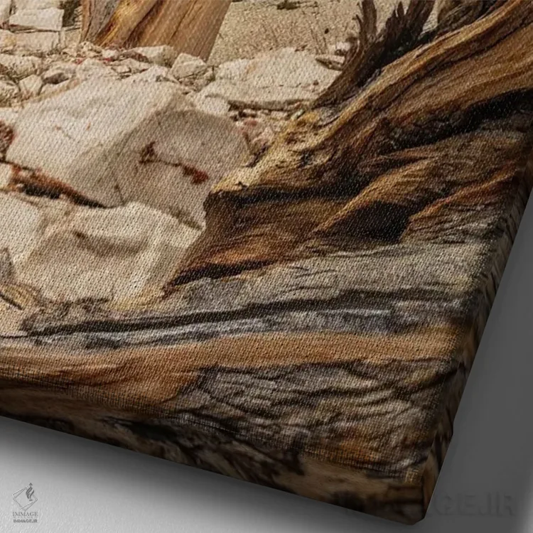 تابلو دکوراتیو Eastern Sierra, White Mountains, Bristlecone Pines,آمریکا، سیر… اثر جان فورد - نمای نزدیک بافت بوم