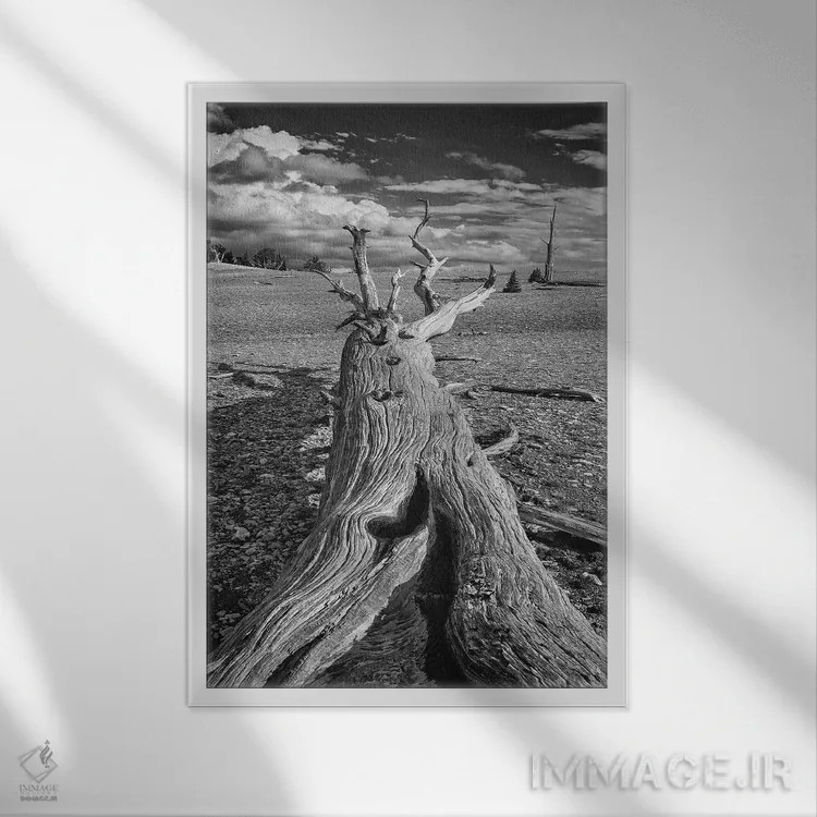 تابلو دکوراتیو Eastern Sierra, White Mountains, Bristlecone Pines,آمریکا، سیر… اثر جان فورد - نمای قابدار سفید