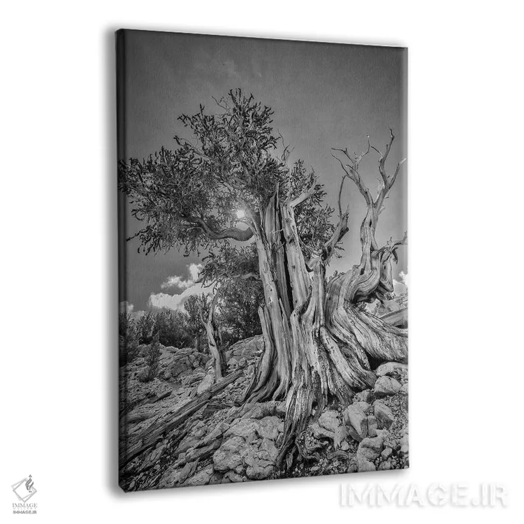 تابلو دکوراتیو Eastern Sierra, White Mountains, Bristlecone Pines,آمریکا، سیر… اثر جان فورد - نمای پرسپکتیو محصول