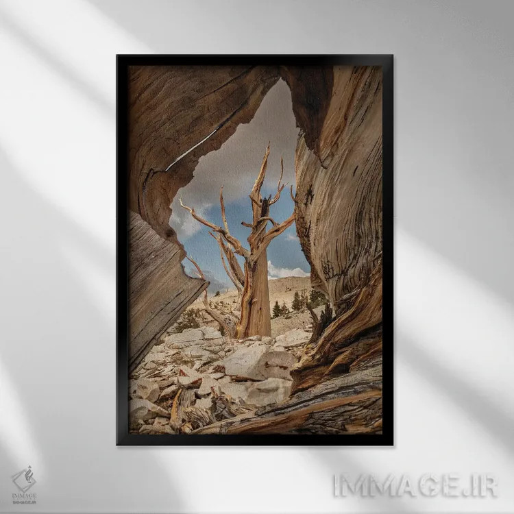 تابلو دکوراتیو Eastern Sierra, White Mountains, Bristlecone Pines,آمریکا، سیر… اثر جان فورد - نمای قابدار مشکی
