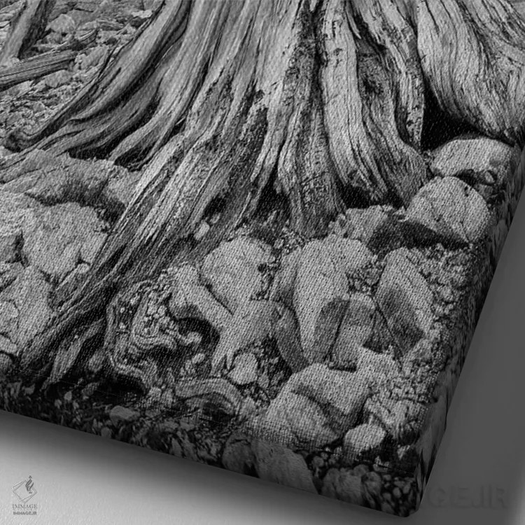 تابلو دکوراتیو Eastern Sierra, White Mountains, Bristlecone Pines,آمریکا، سیر… اثر جان فورد - نمای نزدیک بافت بوم