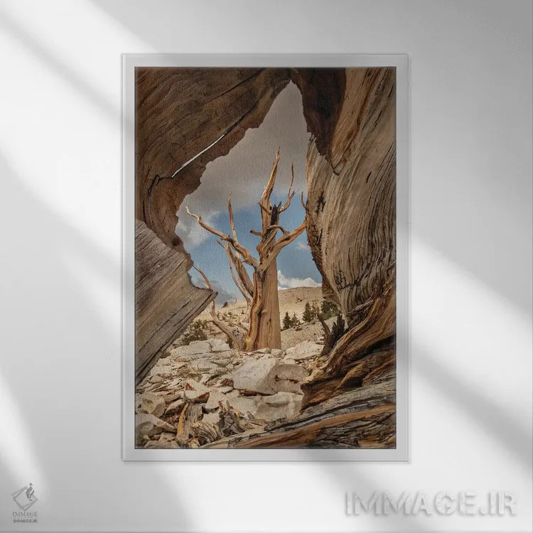 تابلو دکوراتیو Eastern Sierra, White Mountains, Bristlecone Pines,آمریکا، سیر… اثر جان فورد - نمای قابدار سفید