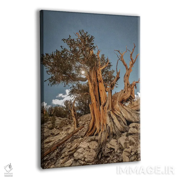 تابلو دکوراتیو Eastern Sierra, White Mountains, Bristlecone Pines,آمریکا، سیر… اثر جان فورد - نمای پرسپکتیو محصول