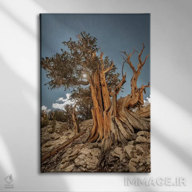 تابلو دکوراتیو Eastern Sierra, White Mountains, Bristlecone Pines,آمریکا، سیر… اثر جان فورد - نمای روبهرو روی دیوار