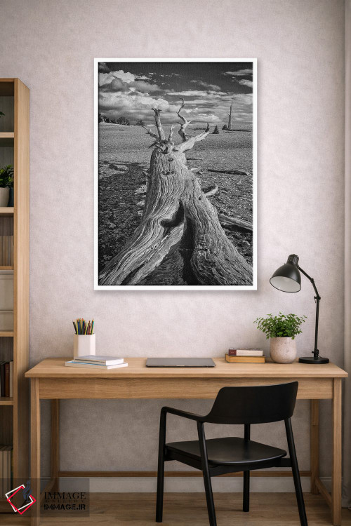 تابلو دکوراتیو Eastern Sierra, White Mountains, Bristlecone Pines,آمریکا، سیر… اثر جان فورد - D1W