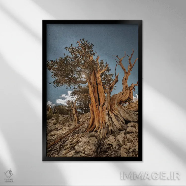 تابلو دکوراتیو Eastern Sierra, White Mountains, Bristlecone Pines,آمریکا، سیر… اثر جان فورد - نمای قابدار مشکی