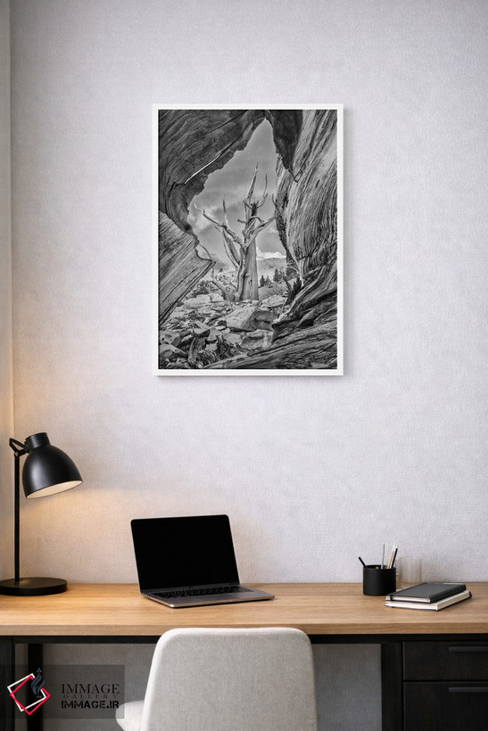 تابلو دکوراتیو Eastern Sierra, White Mountains, Bristlecone Pines,آمریکا، سیر… اثر جان فورد - D1W