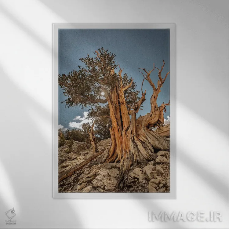 تابلو دکوراتیو Eastern Sierra, White Mountains, Bristlecone Pines,آمریکا، سیر… اثر جان فورد - نمای قابدار سفید
