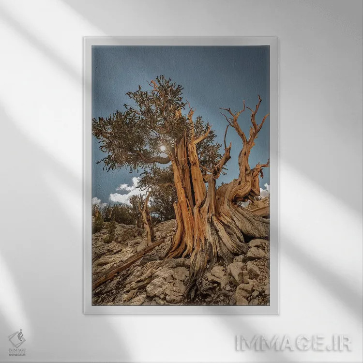 تابلو دکوراتیو Eastern Sierra, White Mountains, Bristlecone Pines,آمریکا، سیر… اثر جان فورد - نمای قابدار سفید