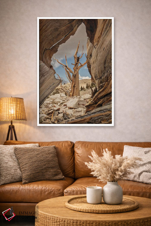 تابلو دکوراتیو Eastern Sierra, White Mountains, Bristlecone Pines,آمریکا، سیر… اثر جان فورد - D3W
