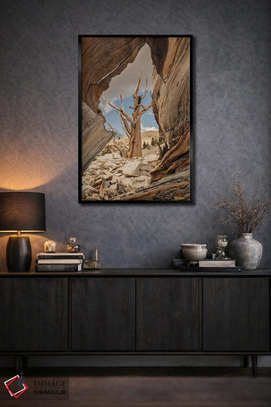 تابلو دکوراتیو Eastern Sierra, White Mountains, Bristlecone Pines,آمریکا، سیر… اثر جان فورد - D2B