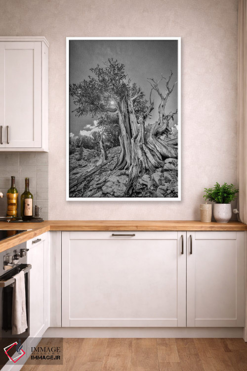 تابلو دکوراتیو Eastern Sierra, White Mountains, Bristlecone Pines,آمریکا، سیر… اثر جان فورد - D2W