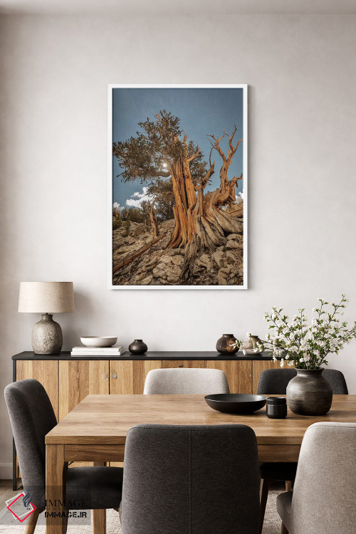 تابلو دکوراتیو Eastern Sierra, White Mountains, Bristlecone Pines,آمریکا، سیر… اثر جان فورد - D2W