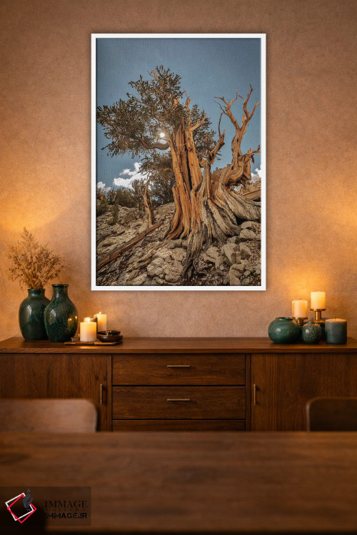 تابلو دکوراتیو Eastern Sierra, White Mountains, Bristlecone Pines,آمریکا، سیر… اثر جان فورد - D1W