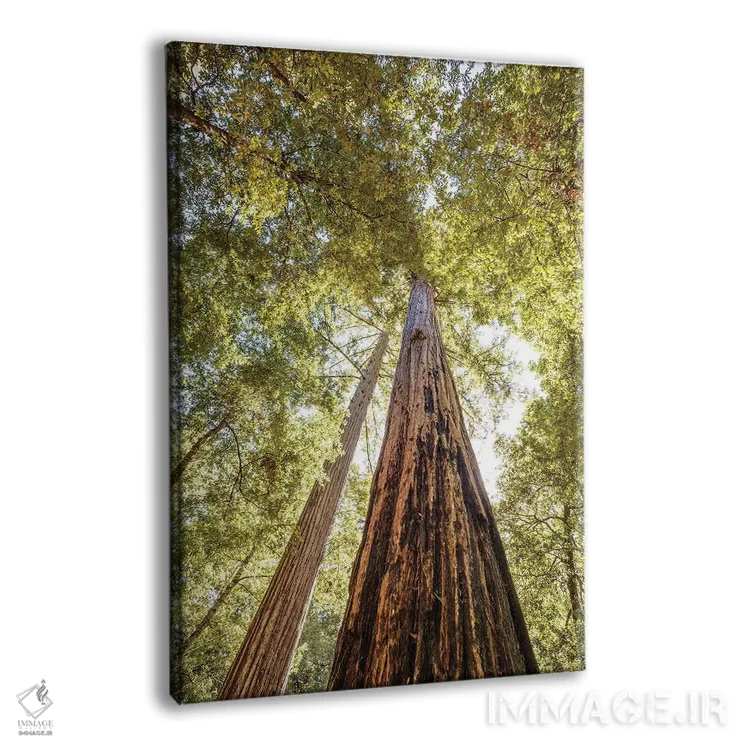 تابلو دکوراتیو بلندترین درختان سرخ چوب اثر جوزف اس. جیاکالونه - نمای پرسپکتیو محصول