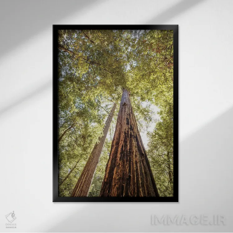 تابلو دکوراتیو بلندترین درختان سرخ چوب اثر جوزف اس. جیاکالونه - نمای قابدار مشکی