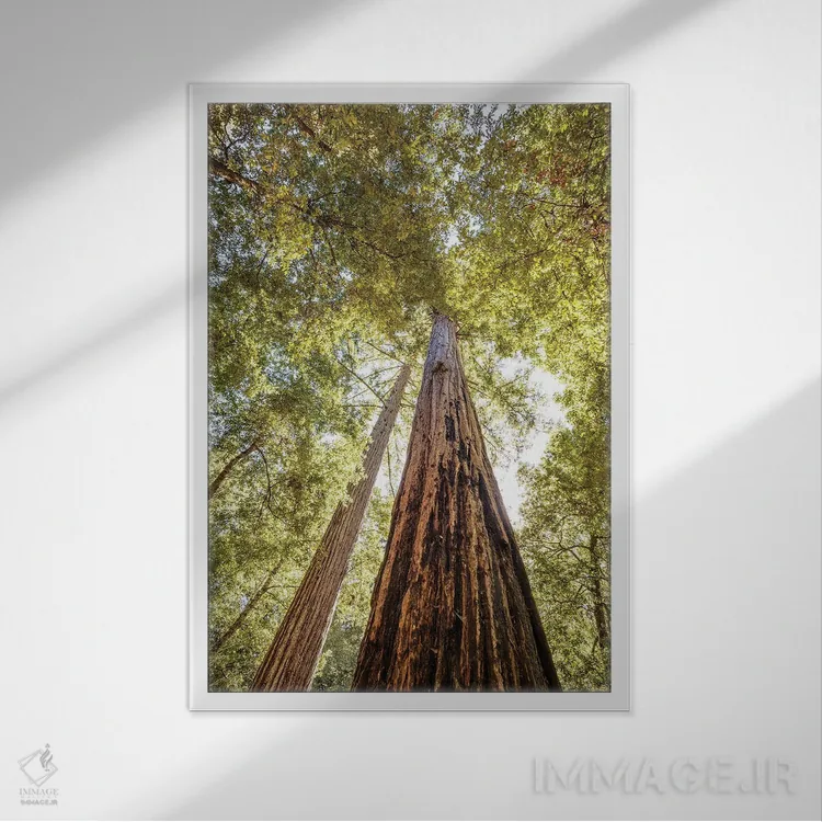 تابلو دکوراتیو بلندترین درختان سرخ چوب اثر جوزف اس. جیاکالونه - نمای قابدار سفید