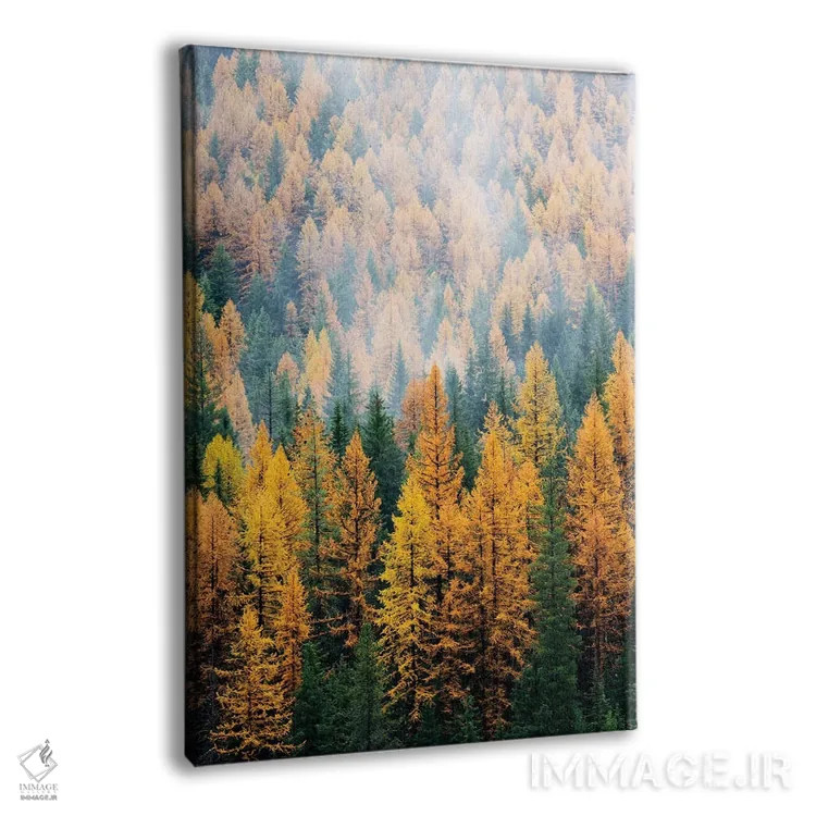 تابلو دکوراتیو Lolo National Forest, golden larch trees in fog I,مون… اثر جیمی و جودی وایلد - نمای پرسپکتیو محصول