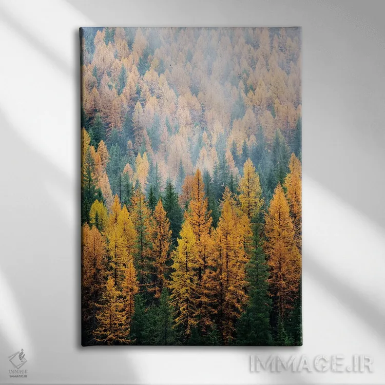 تابلو دکوراتیو Lolo National Forest, golden larch trees in fog I,مون… اثر جیمی و جودی وایلد - نمای روبهرو روی دیوار