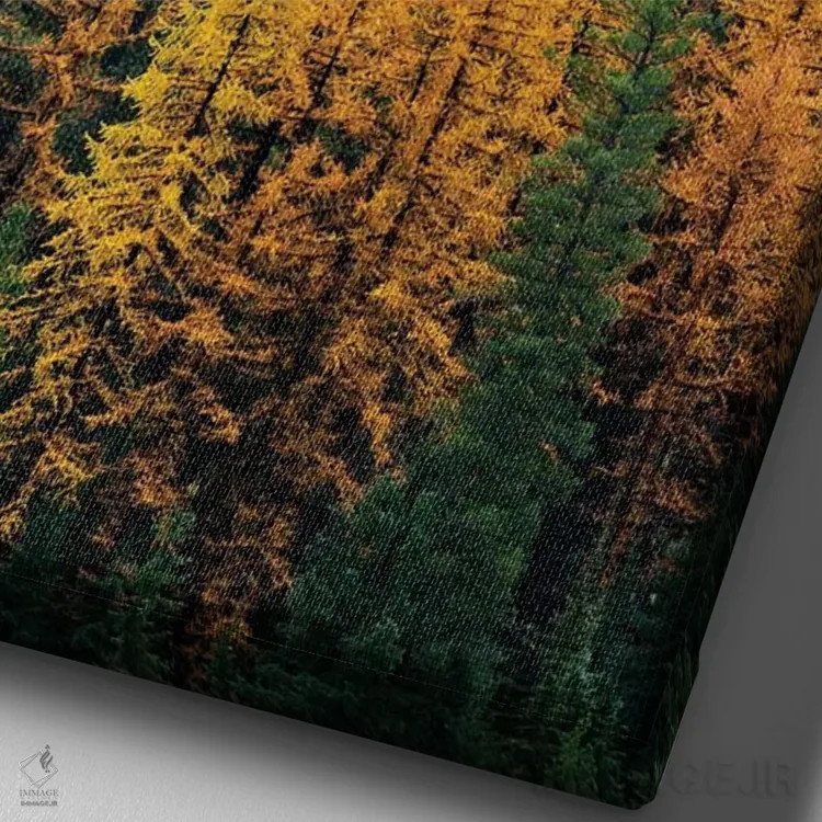 تابلو دکوراتیو Lolo National Forest, golden larch trees in fog I,مون… اثر جیمی و جودی وایلد - نمای نزدیک بافت بوم