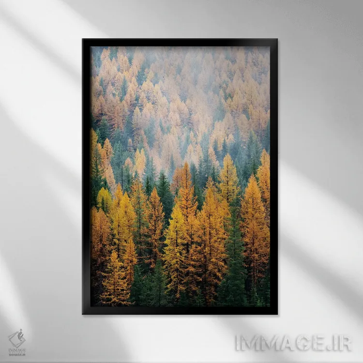 تابلو دکوراتیو Lolo National Forest, golden larch trees in fog I,مون… اثر جیمی و جودی وایلد - نمای قابدار مشکی