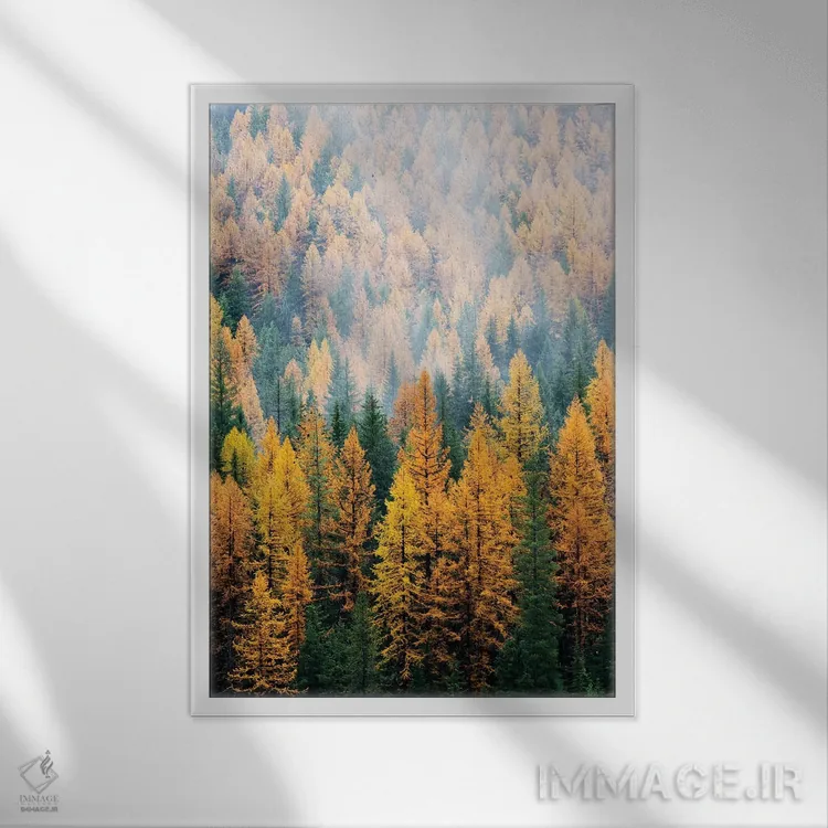 تابلو دکوراتیو Lolo National Forest, golden larch trees in fog I,مون… اثر جیمی و جودی وایلد - نمای قابدار سفید