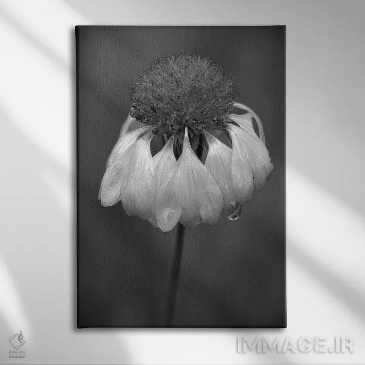 تابلو دکوراتیو Washington State, Redmond. Firewheel or Indian blanke… اثر جیمی و جودی وایلد - نمای روبهرو روی دیوار