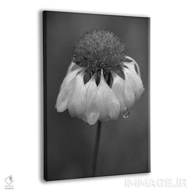 تابلو دکوراتیو Washington State, Redmond. Firewheel or Indian blanke… اثر جیمی و جودی وایلد - نمای پرسپکتیو محصول