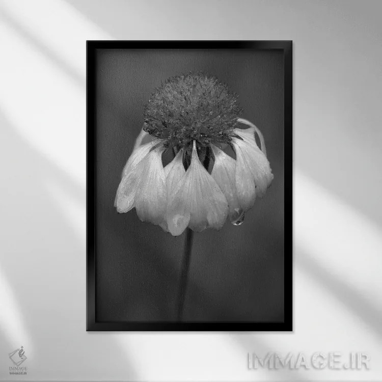 تابلو دکوراتیو Washington State, Redmond. Firewheel or Indian blanke… اثر جیمی و جودی وایلد - نمای قابدار مشکی