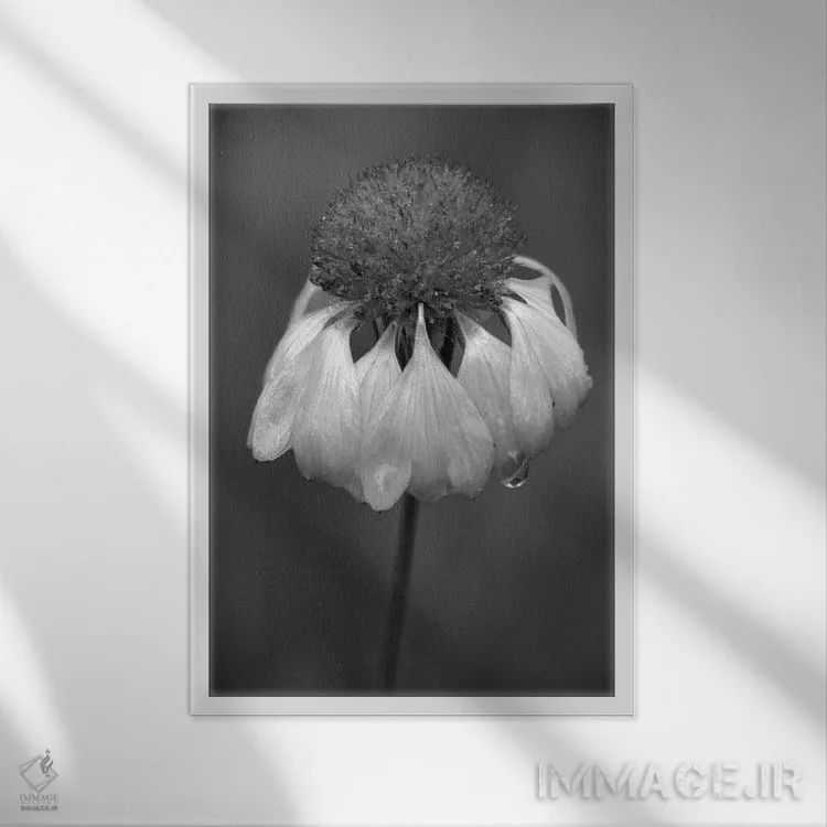 تابلو دکوراتیو Washington State, Redmond. Firewheel or Indian blanke… اثر جیمی و جودی وایلد - نمای قابدار سفید