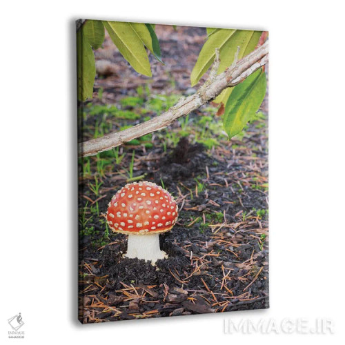 تابلو دکوراتیو Fly Agaric Mushroom,ایالت واشینگتن، قارچ آمانیتا موسک… اثر جیمی و جودی وایلد - نمای پرسپکتیو محصول