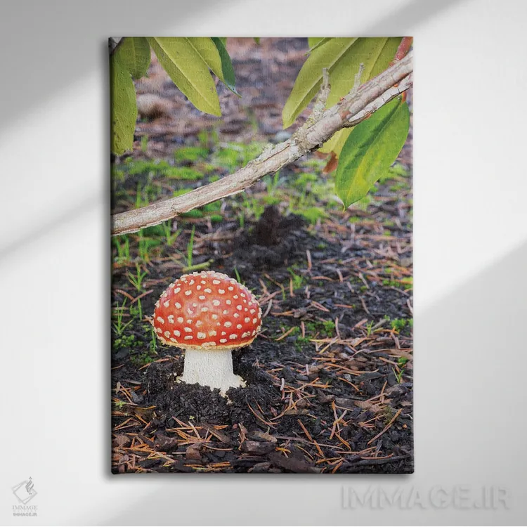 تابلو دکوراتیو Fly Agaric Mushroom,ایالت واشینگتن، قارچ آمانیتا موسک… اثر جیمی و جودی وایلد - نمای روبهرو روی دیوار