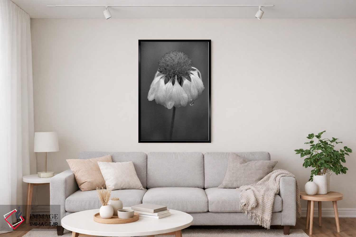 تابلو دکوراتیو Washington State, Redmond. Firewheel or Indian blanke… اثر جیمی و جودی وایلد - D4B