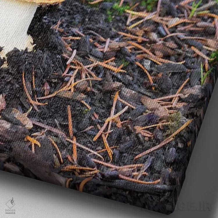 تابلو دکوراتیو Fly Agaric Mushroom,ایالت واشینگتن، قارچ آمانیتا موسک… اثر جیمی و جودی وایلد - نمای نزدیک بافت بوم