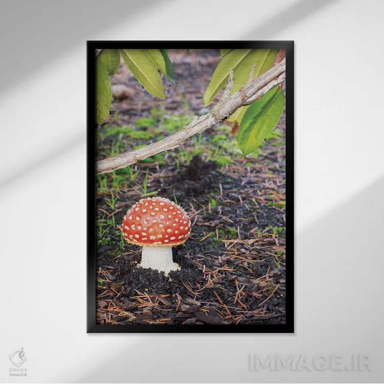 تابلو دکوراتیو Fly Agaric Mushroom,ایالت واشینگتن، قارچ آمانیتا موسک… اثر جیمی و جودی وایلد - نمای قابدار مشکی